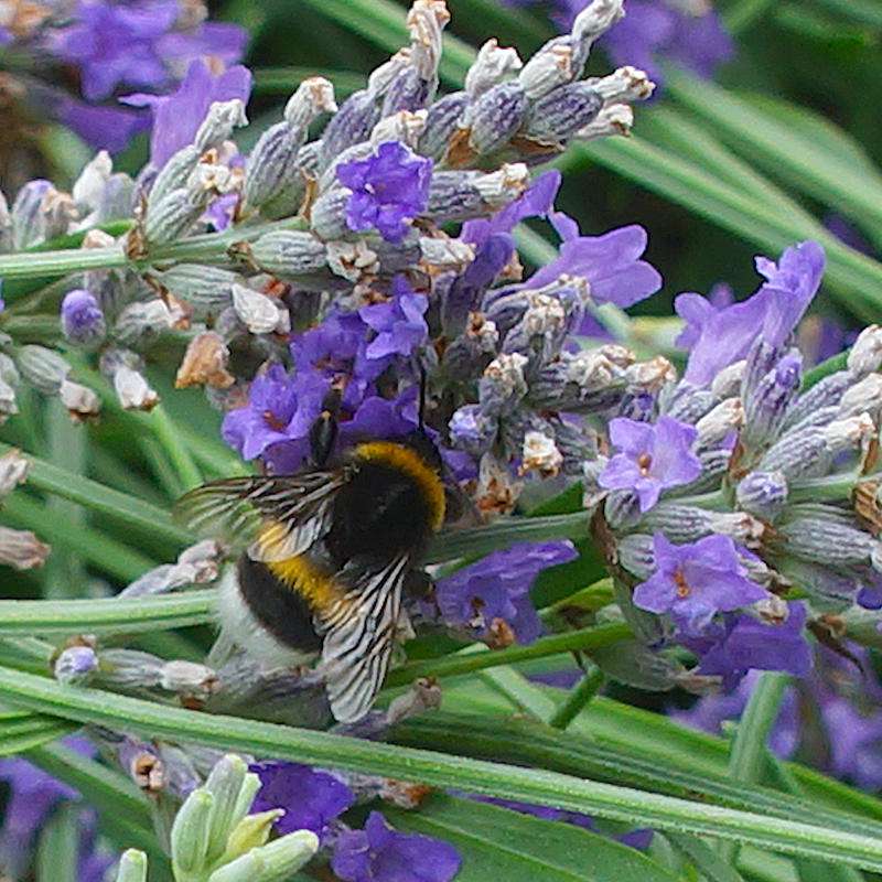 Thumbnail Image 1